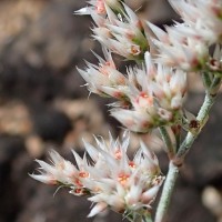 Polycarpaea corymbosa (L.) Lam.